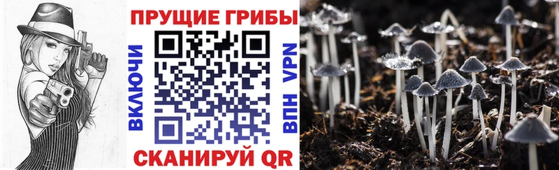 продажа наркотиков  Новопавловск  Псилоцибиновые грибы мицелий 